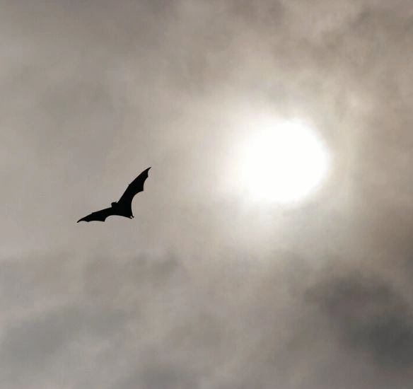 Bat in the sky