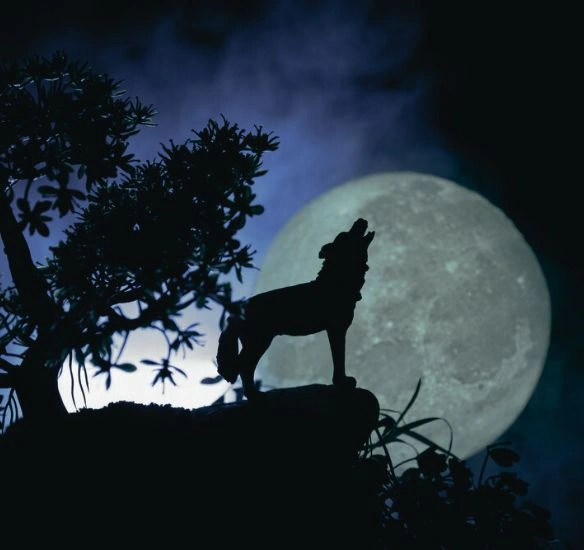 Wolf howling at the moon